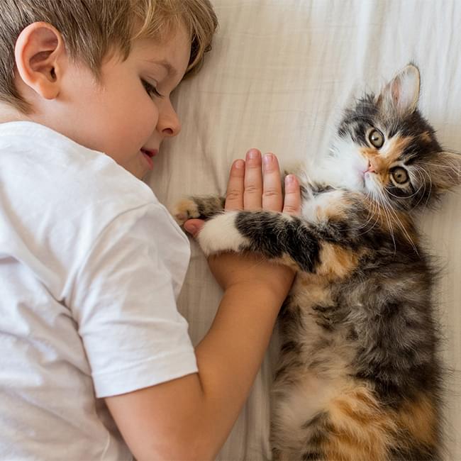 Boy playing with kitten