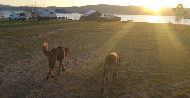 Two dogs camping