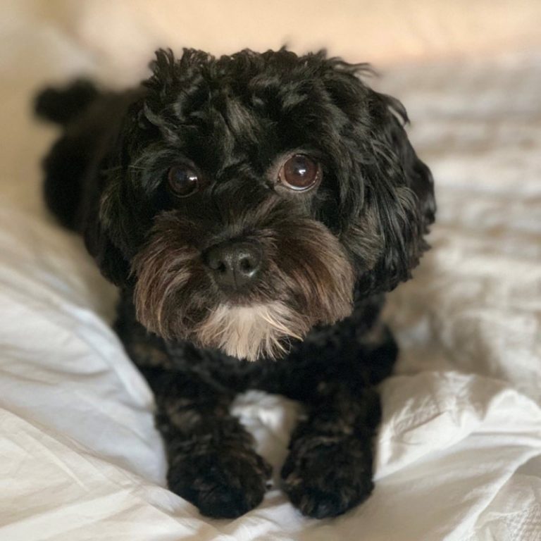 Pet Insurance (With No Payout Limits, No Sublimits