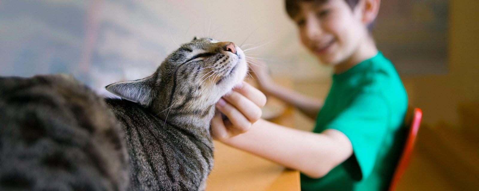 Boy scratching chin of grey tabby cat