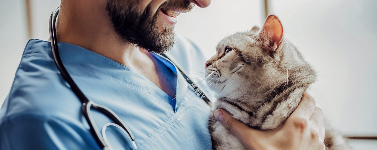 Veterinarian with Tabby Coloured Cat