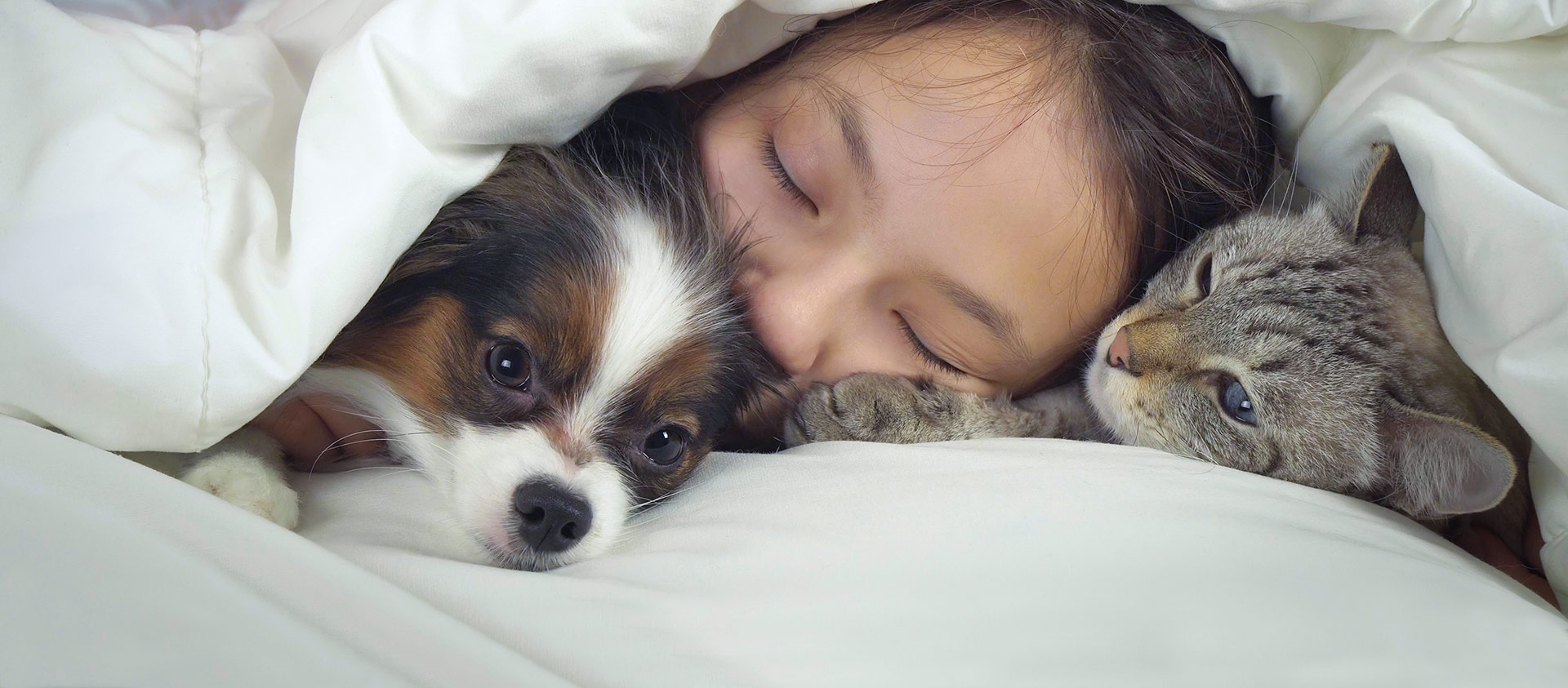 Girl in bed under covers with dog and cat