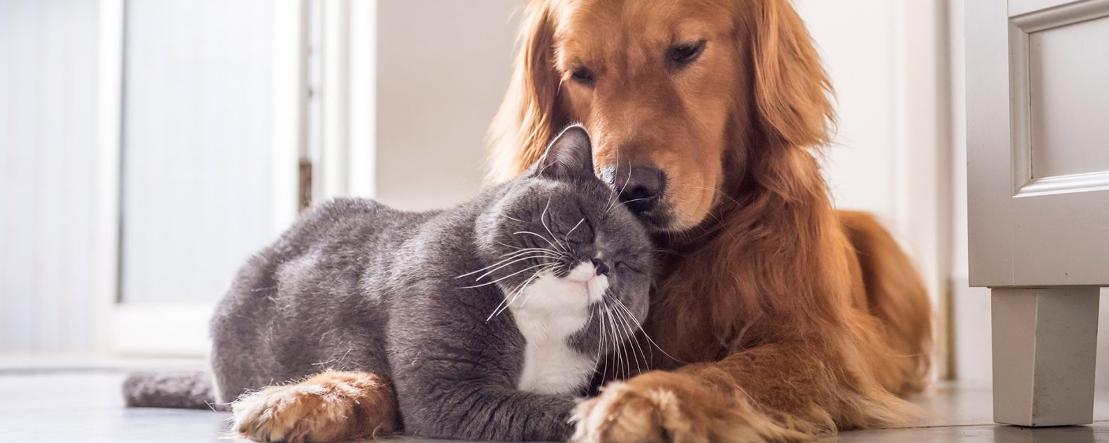 Golden Retriever and Grey Cat Snuggling