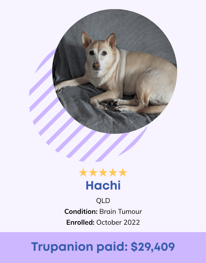 Hatchi Testimonial