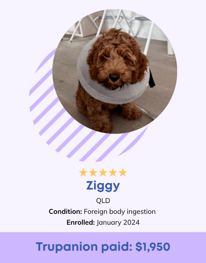 Ziggy Testimonial